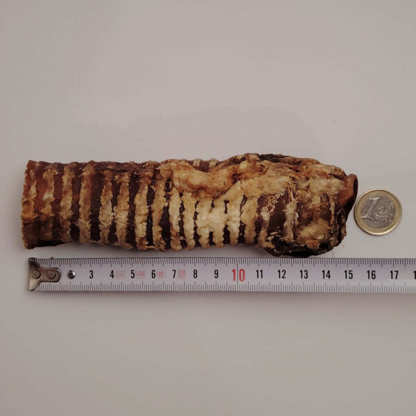 Trachée de bœuf