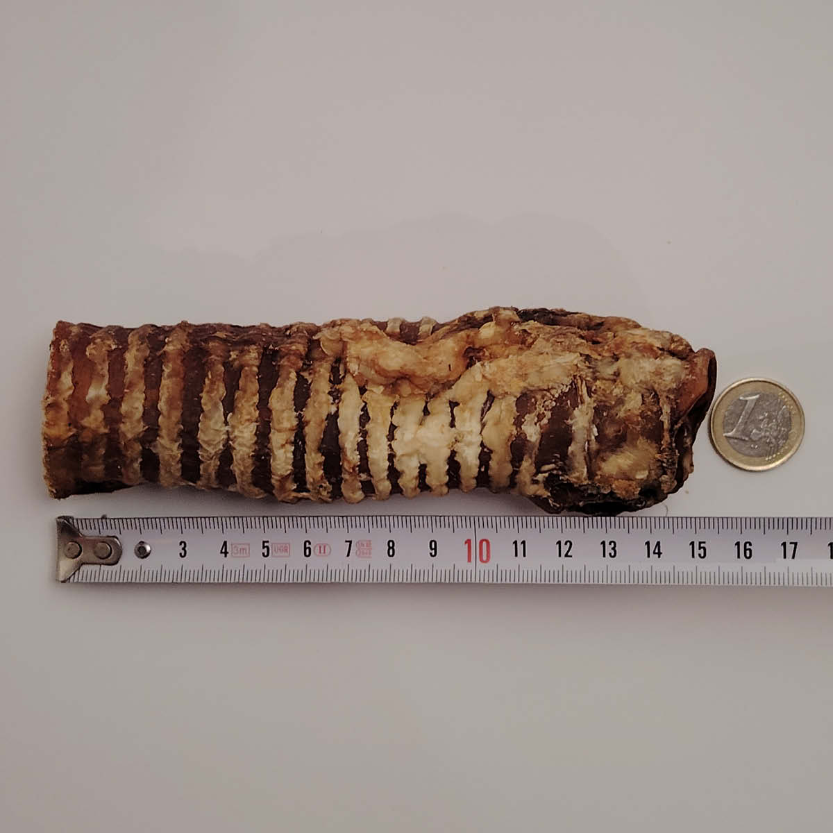 Trachée de bœuf Trachée de bœuf