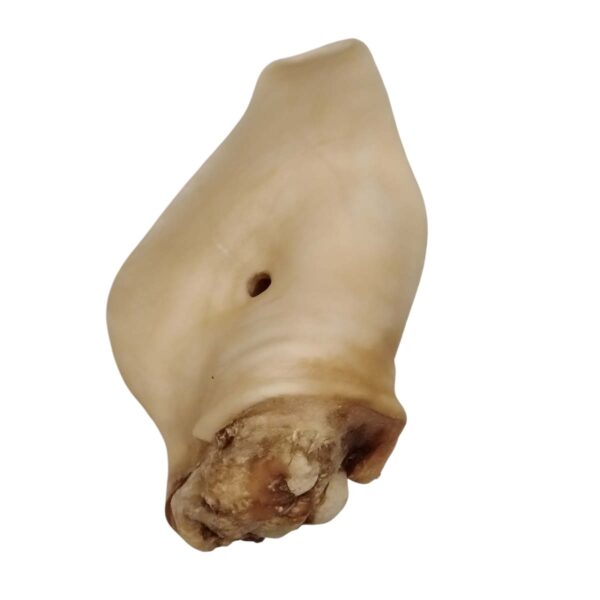 Oreille de bœuf