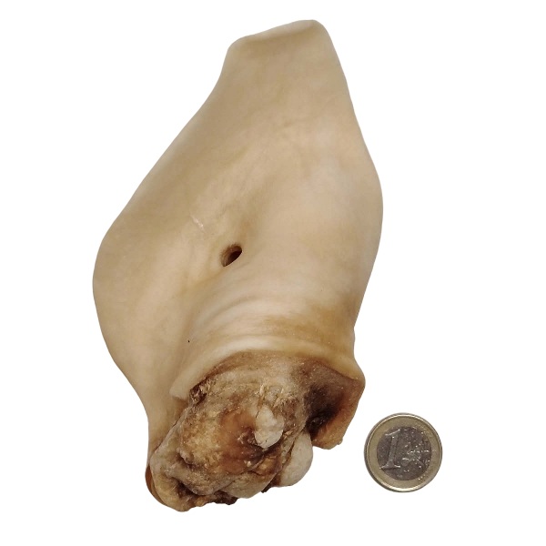 Oreille de bœuf