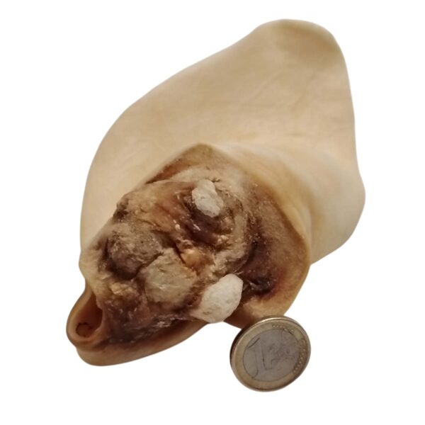 Oreille de bœuf
