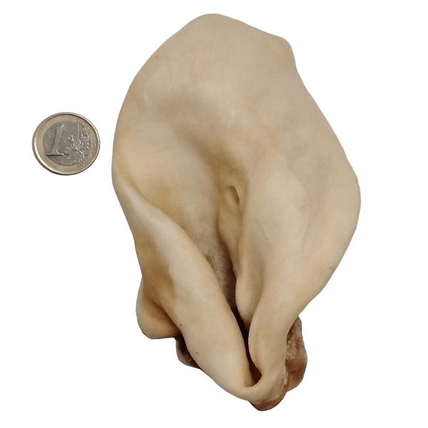Oreille de bœuf