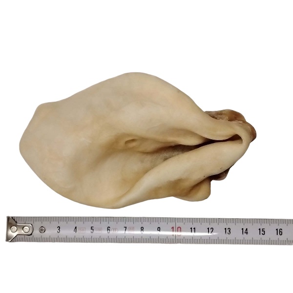 Oreille de bœuf