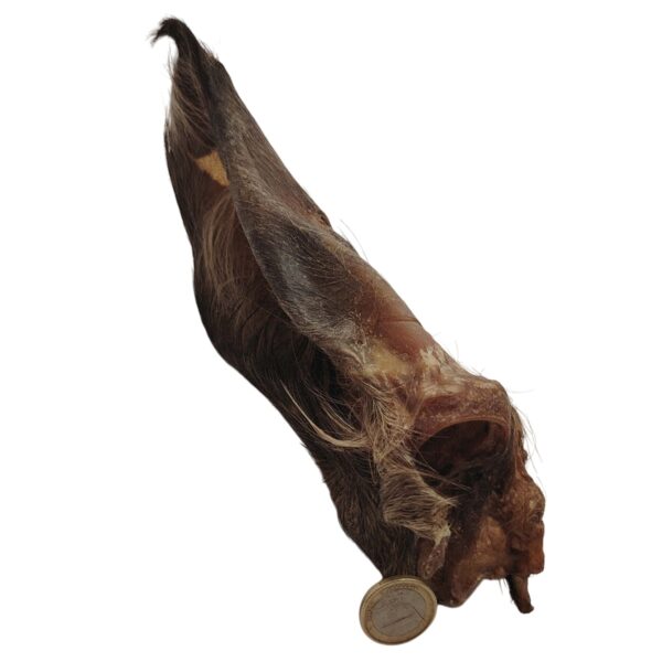 Oreilles de bœuf poilue