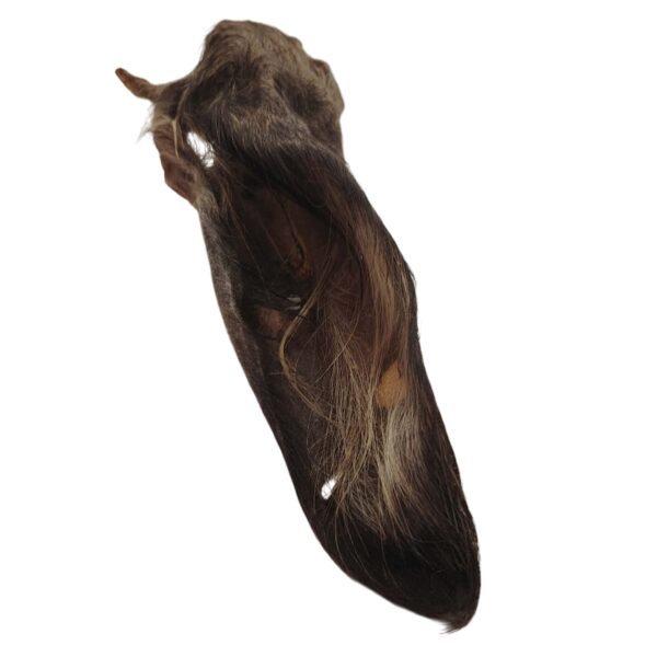 Oreilles de bœuf poilue
