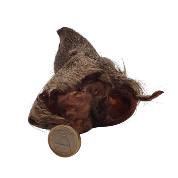 Oreilles de bœuf poilue