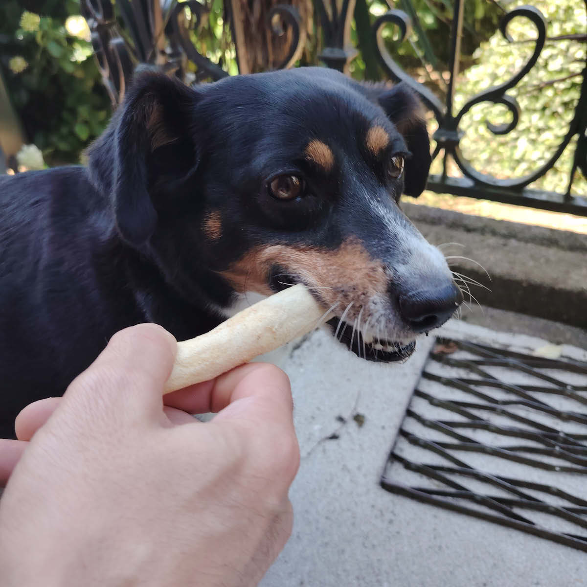 Queue de bœuf Queue de bœuf