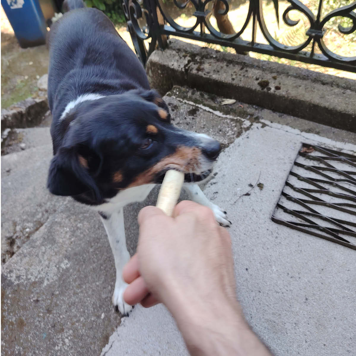 Queue de bœuf Queue de bœuf