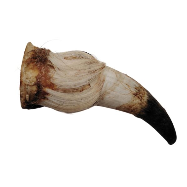 Corne de bœuf