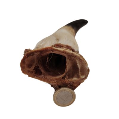 Corne de bœuf