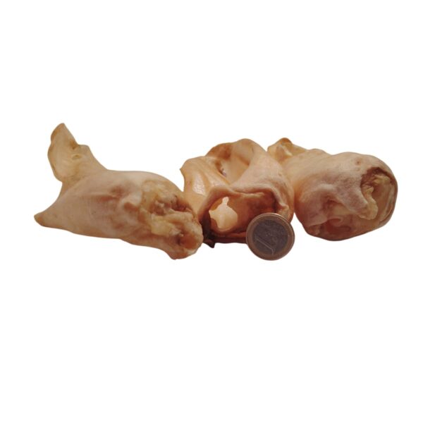 Oreilles de chèvre