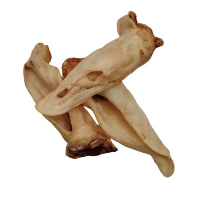 Oreilles d'agneau sans poils