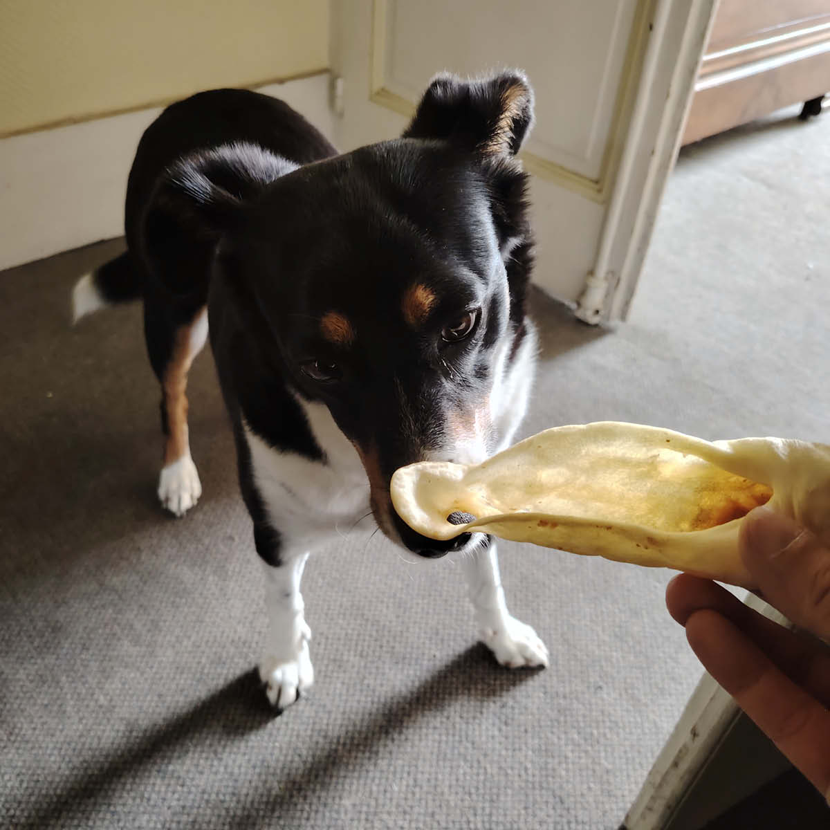 Oreilles d'agneau sans poils