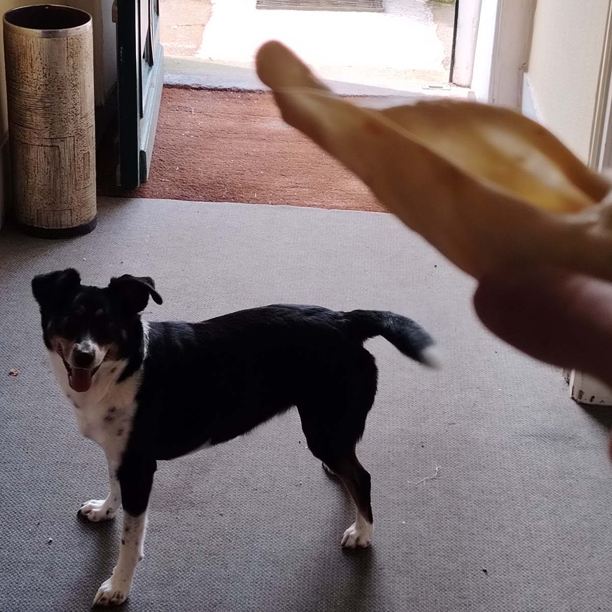 Oreilles d'agneau sans poils