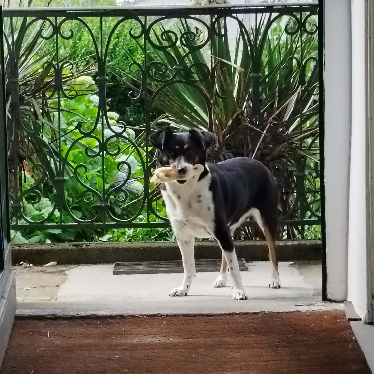 Oreilles d'agneau sans poils