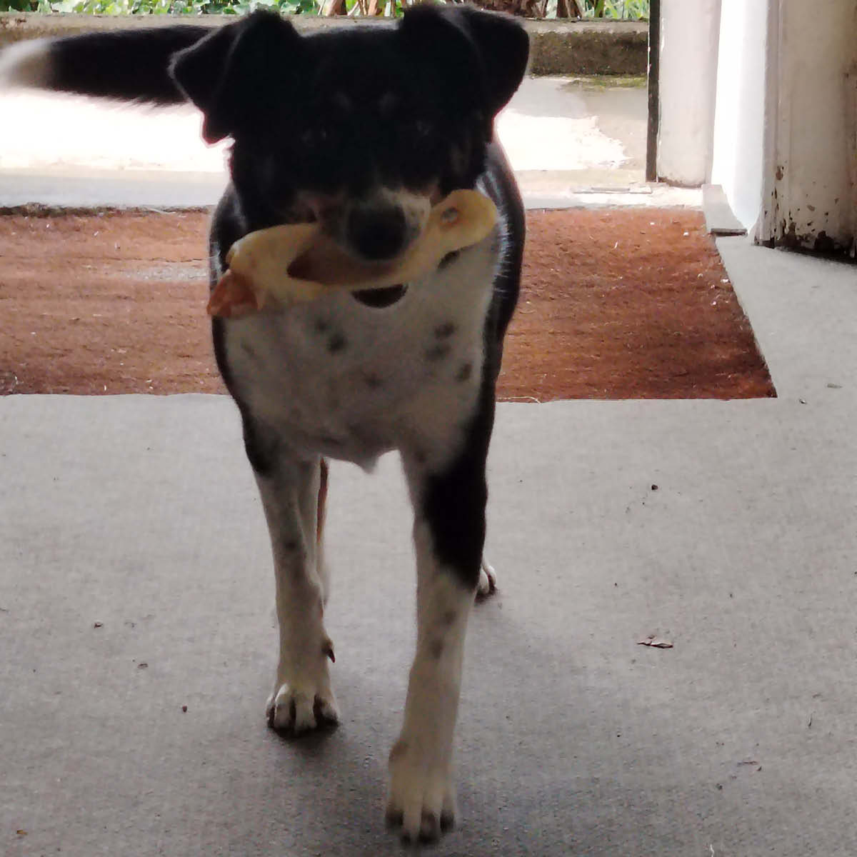 Oreilles d'agneau sans poils