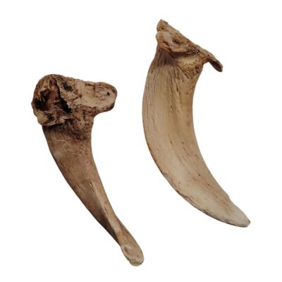 Moelle de corne d'agneau