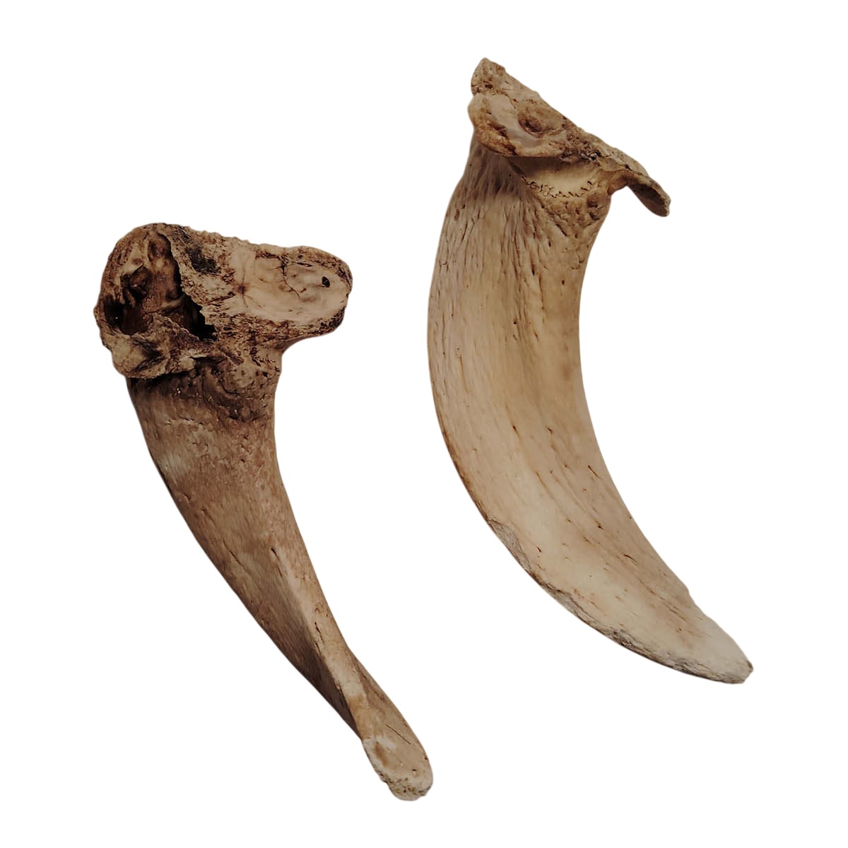 Moelle de corne d'agneau