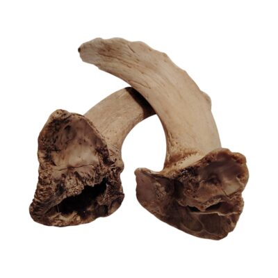 Moelle de corne d'agneau