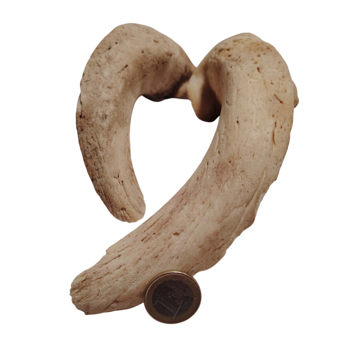 Moelle de corne d'agneau