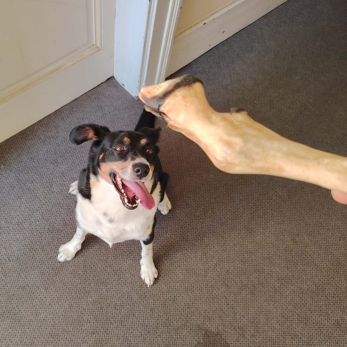 Pied d'agneau Pied d'agneau