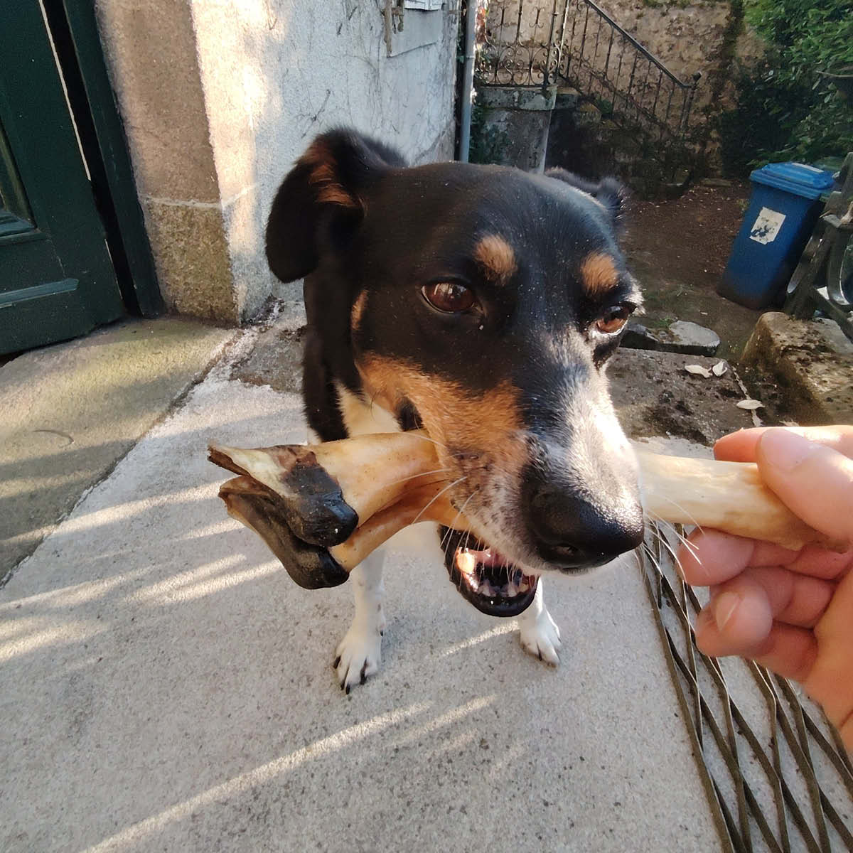 Pied d'agneau Pied d'agneau