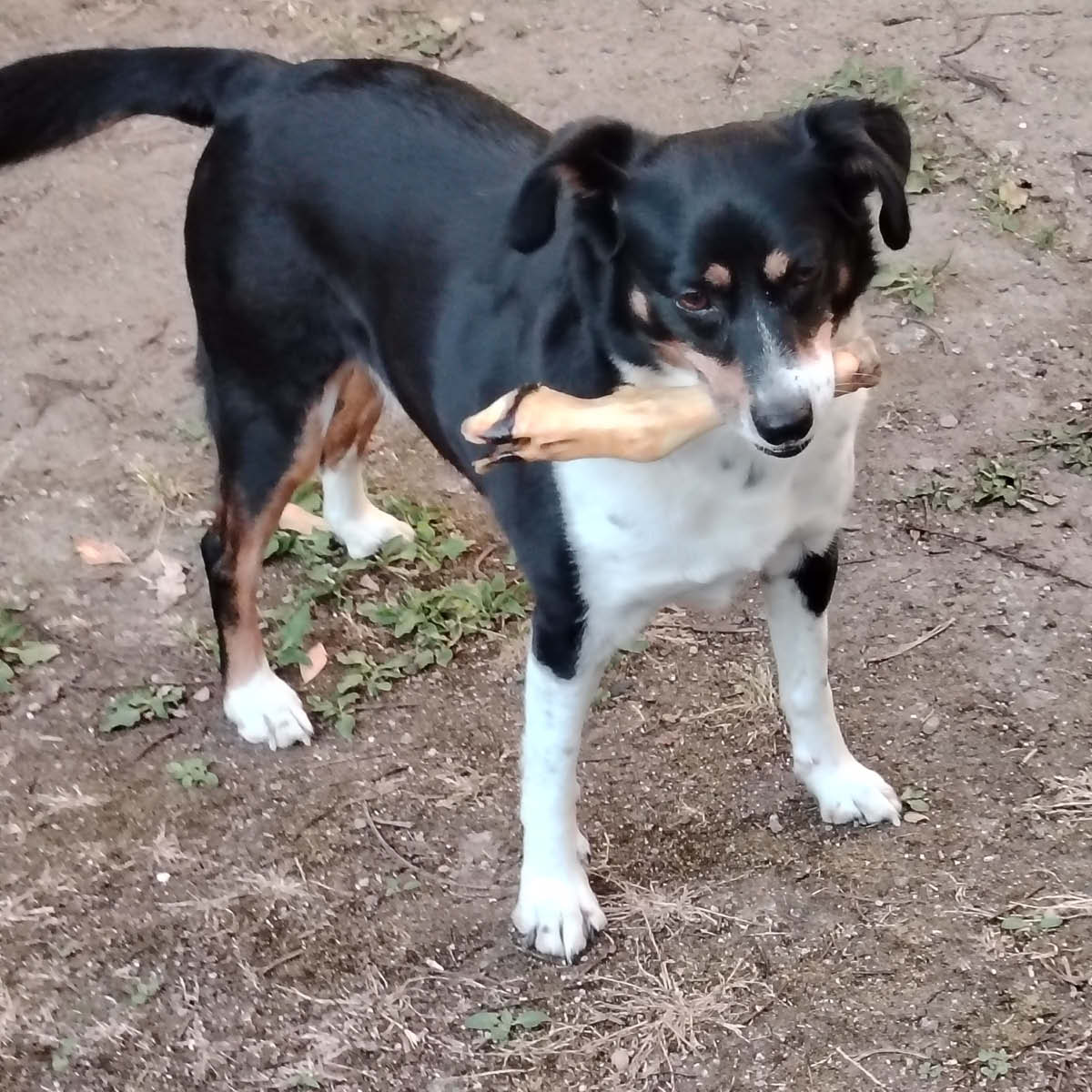 Pied d'agneau Pied d'agneau