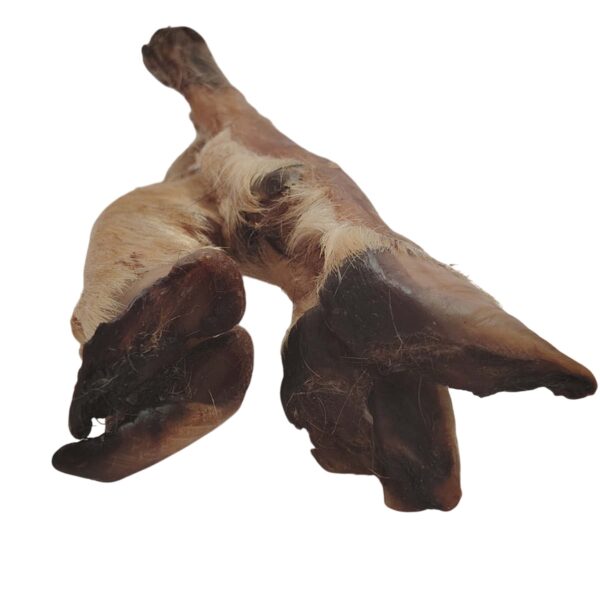 Pied d'agneau poilu