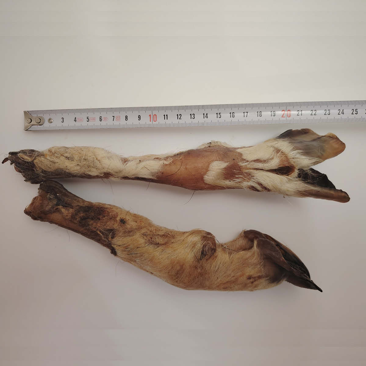 Pied d'agneau poilu Pied d'agneau poilu