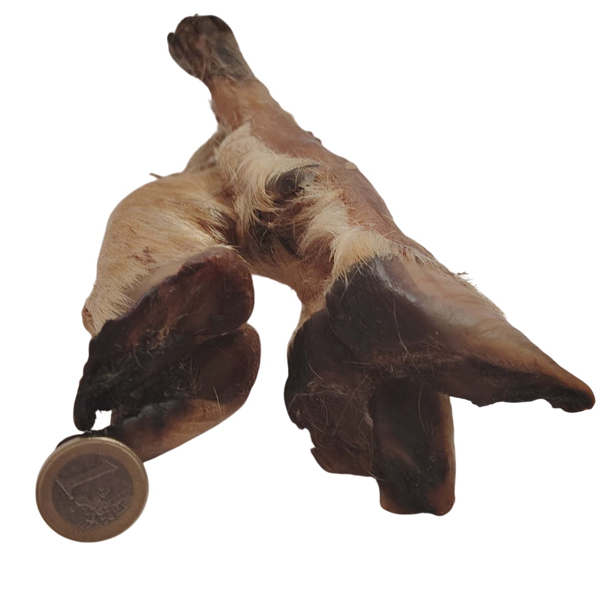 Pied d'agneau poilu Pied d'agneau poilu