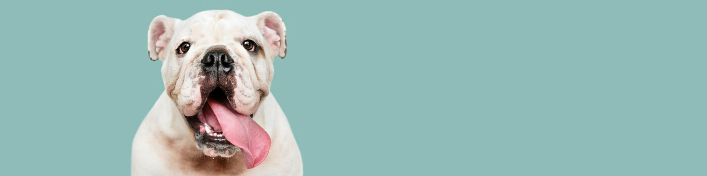 adorable banniere sociale portrait chiot bouledogue blanc