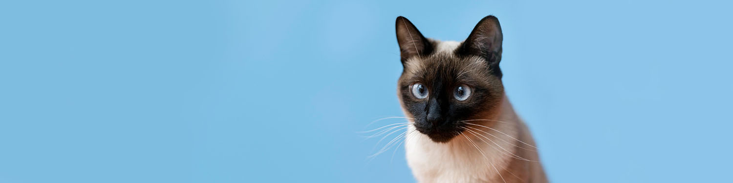 adorable minou mur monochrome derriere elleMODIFIED