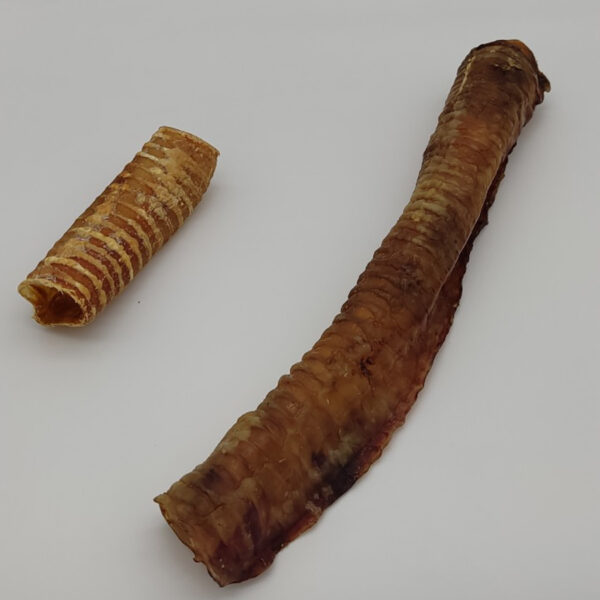 Trachée de Bœuf