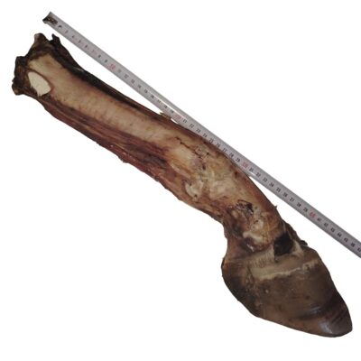 Pied de Bœuf avec Sabot