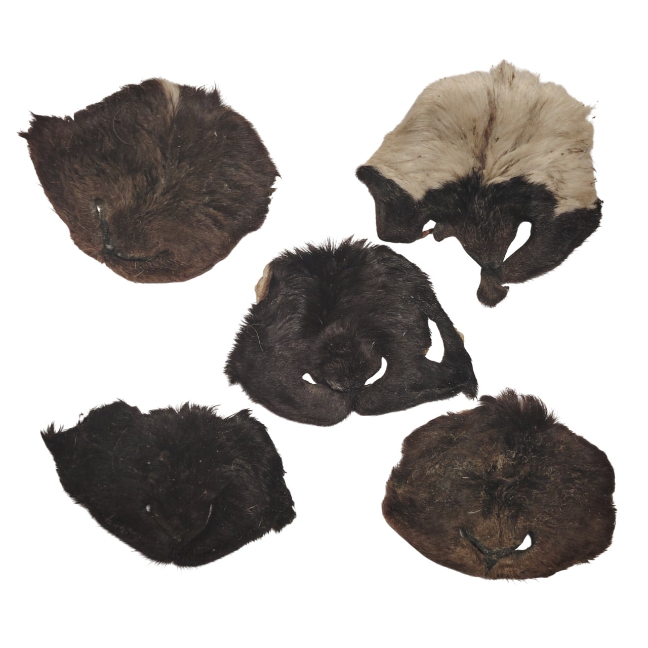 Museau d'Agneau Poilu Museau d'Agneau Poilu