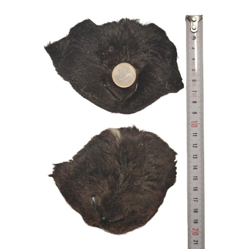 Museau d'Agneau Poilu Museau d'Agneau Poilu