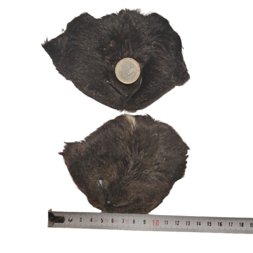 Museau d'Agneau Poilu Museau d'Agneau Poilu