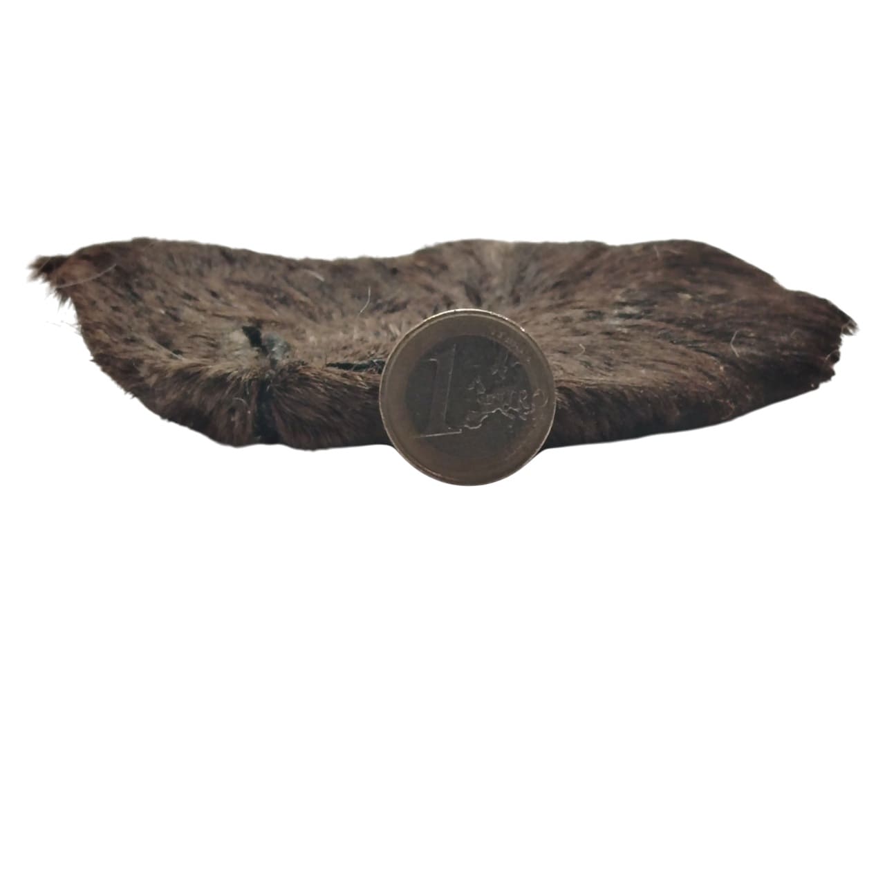 Museau d'Agneau Poilu Museau d'Agneau Poilu