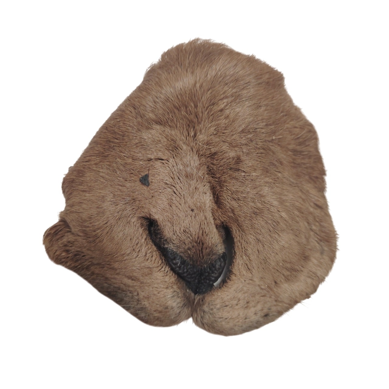 Museau de Chèvre Poilu