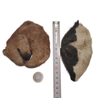 Museau de Chèvre Poilu