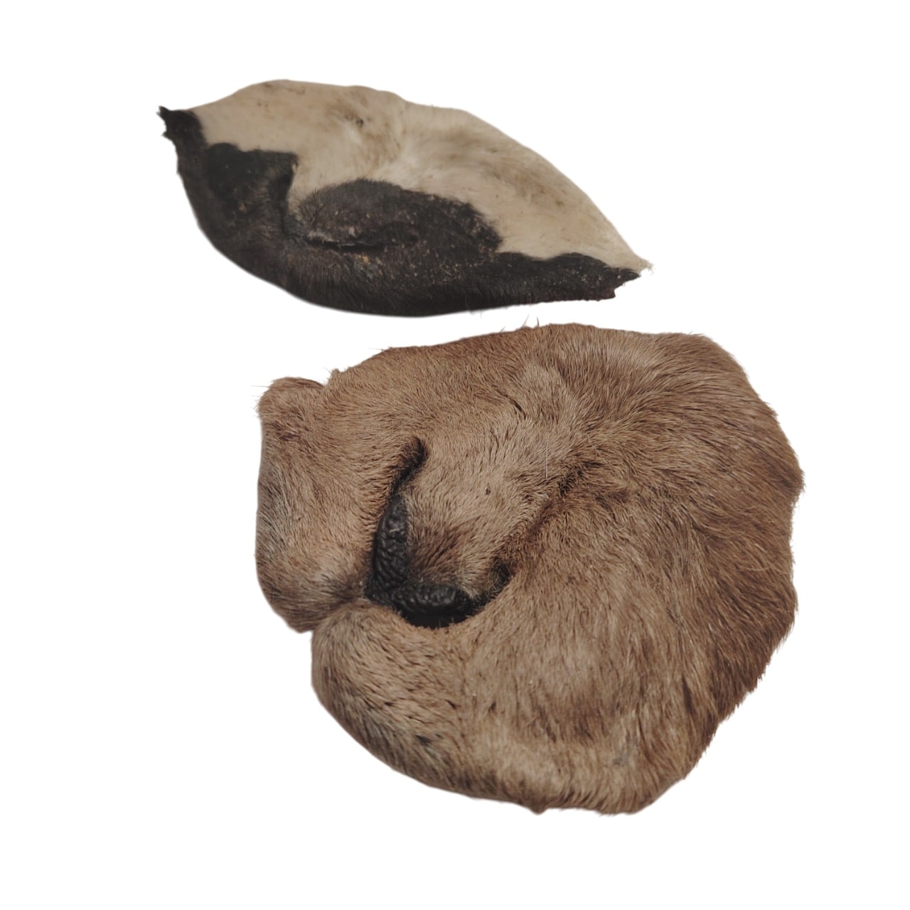 Museau de Chèvre Poilu