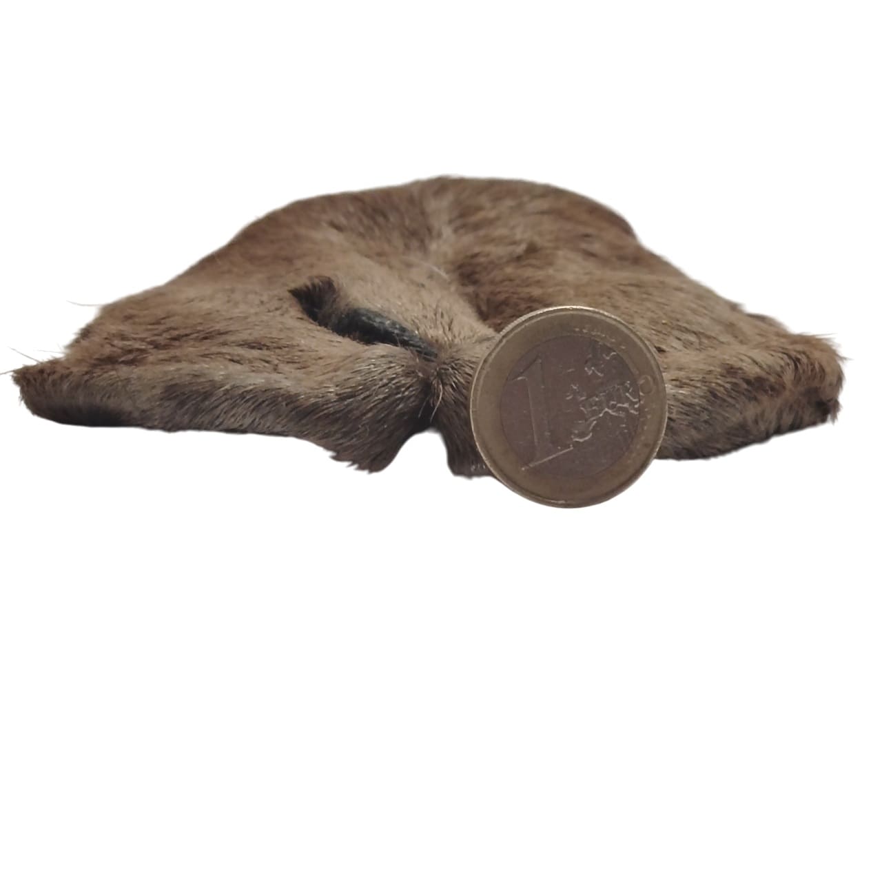 Museau de Chèvre Poilu