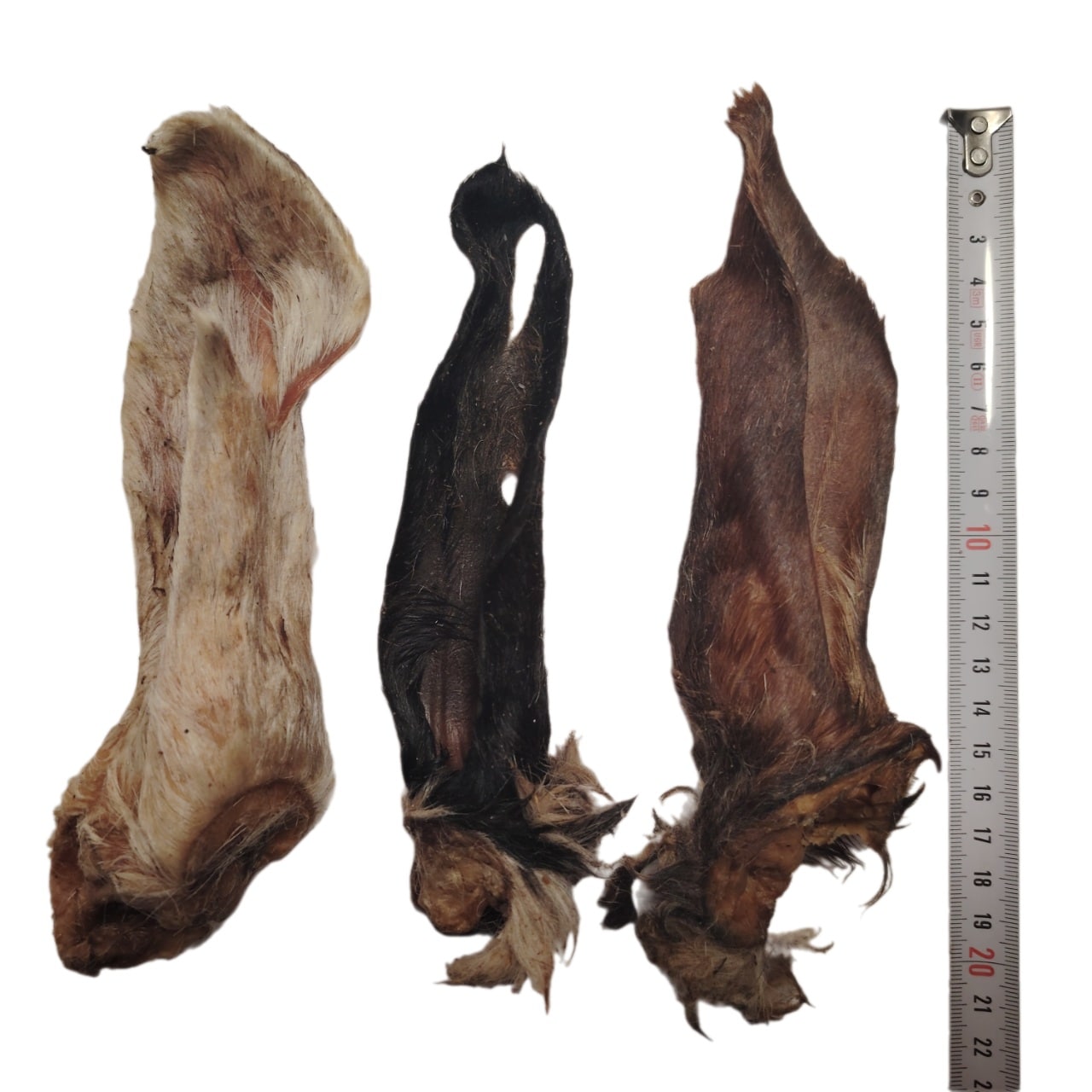 Oreilles d'Agneau Poilue