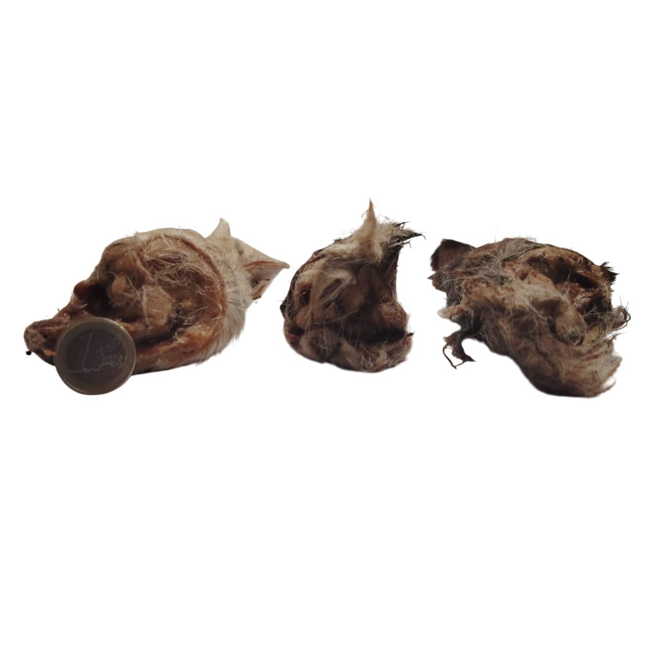 Oreilles d'Agneau Poilue