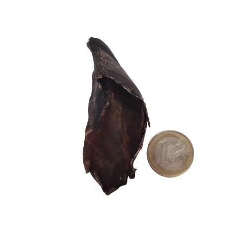 Sabot de Chèvre Sabot de Chèvre