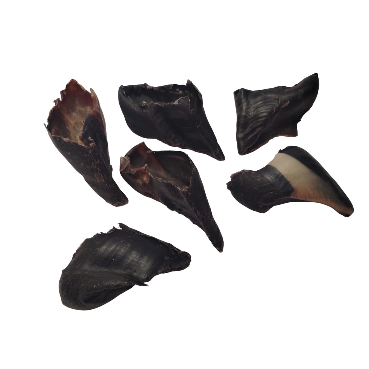 Sabot de Chèvre Sabot de Chèvre