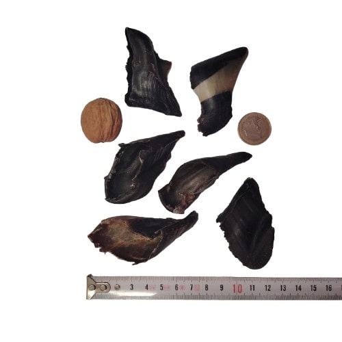 Sabot de Chèvre Sabot de Chèvre