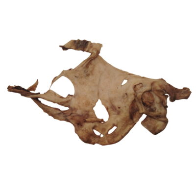 Plaque de Peau de Tête de Chèvre