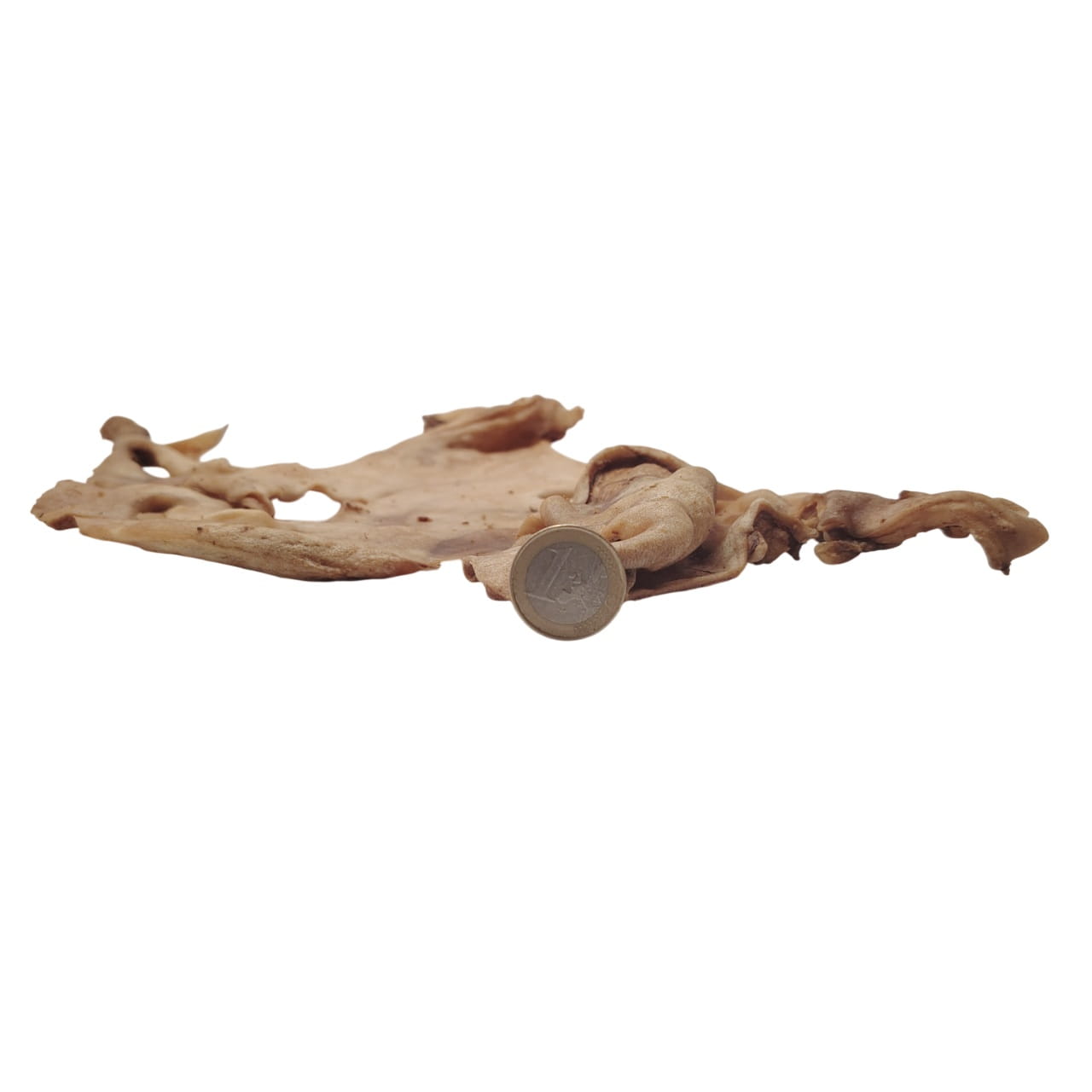 Plaque de Peau de Tête de Chèvre