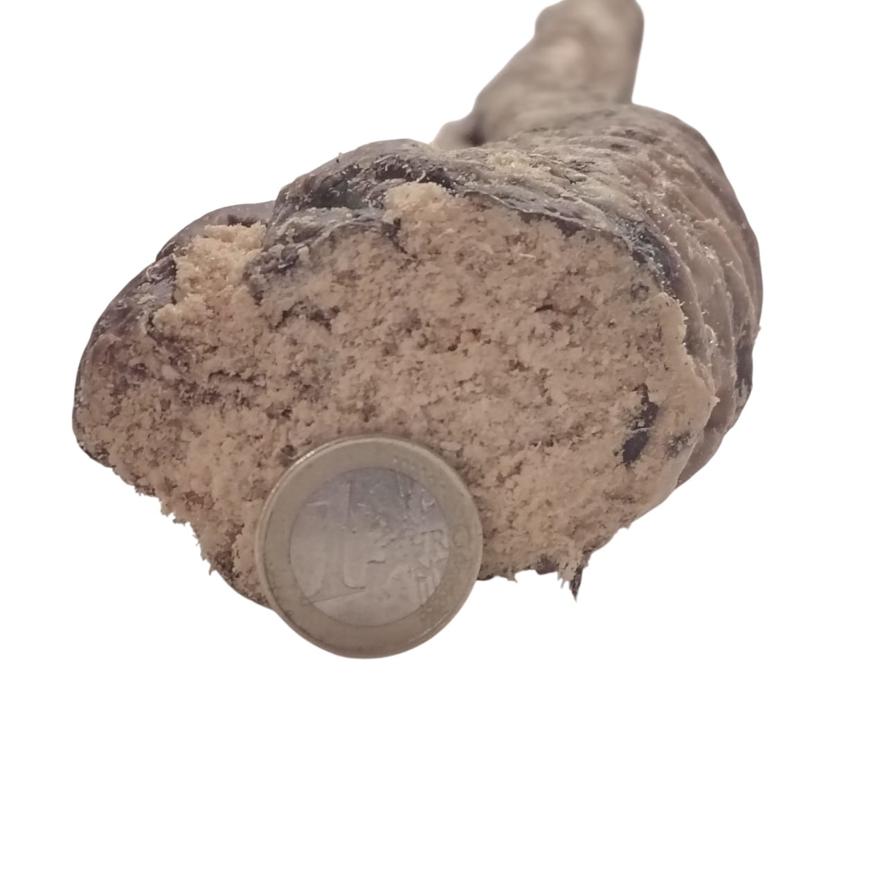 Trachée de Bœuf Farcie 50cm